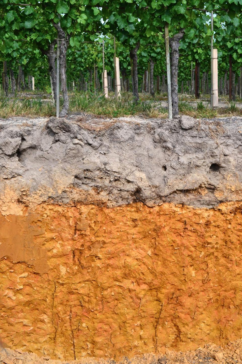 Hallberg Ranch Dry Farmed Roots