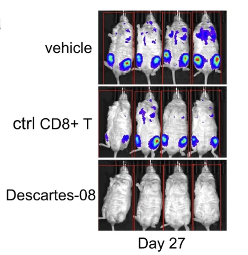mRNA CAR T for Multiple Myeloma_Tumor Burden