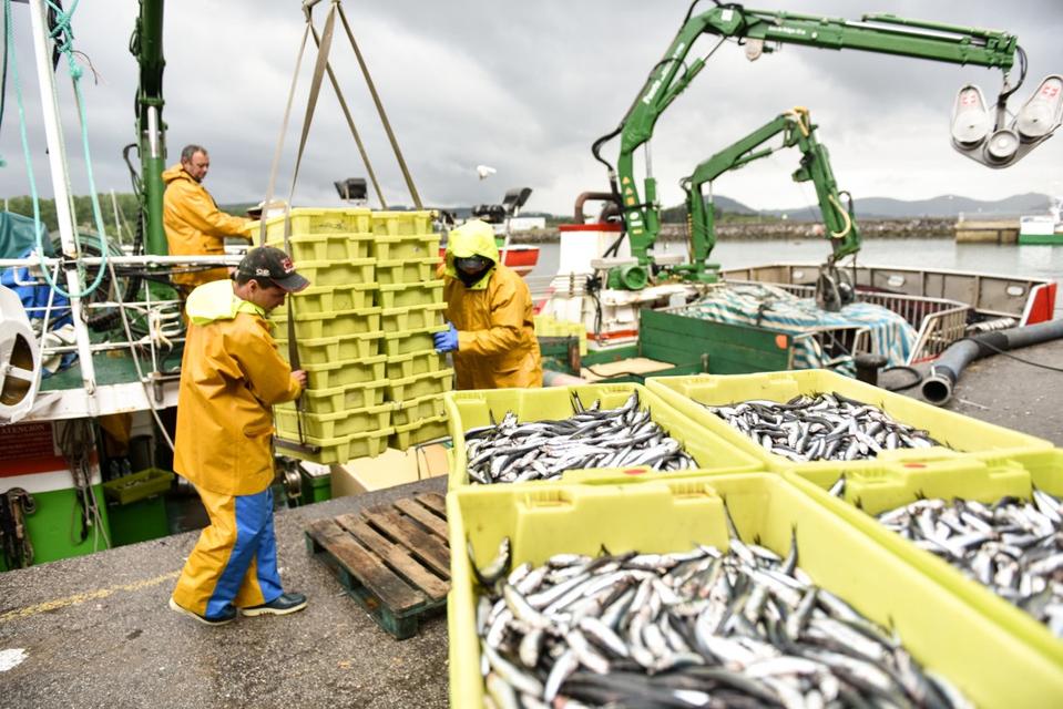 Sardine fishermen unloading fish on a dock