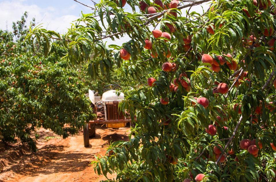 Texas peaches
