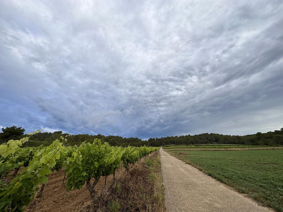 Vines, stormy sky and a long dirt road in Minervois, southern France