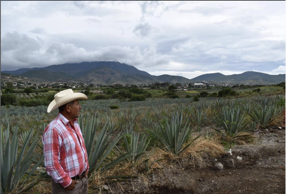 Ignacio Gutierrez in a field of agaves