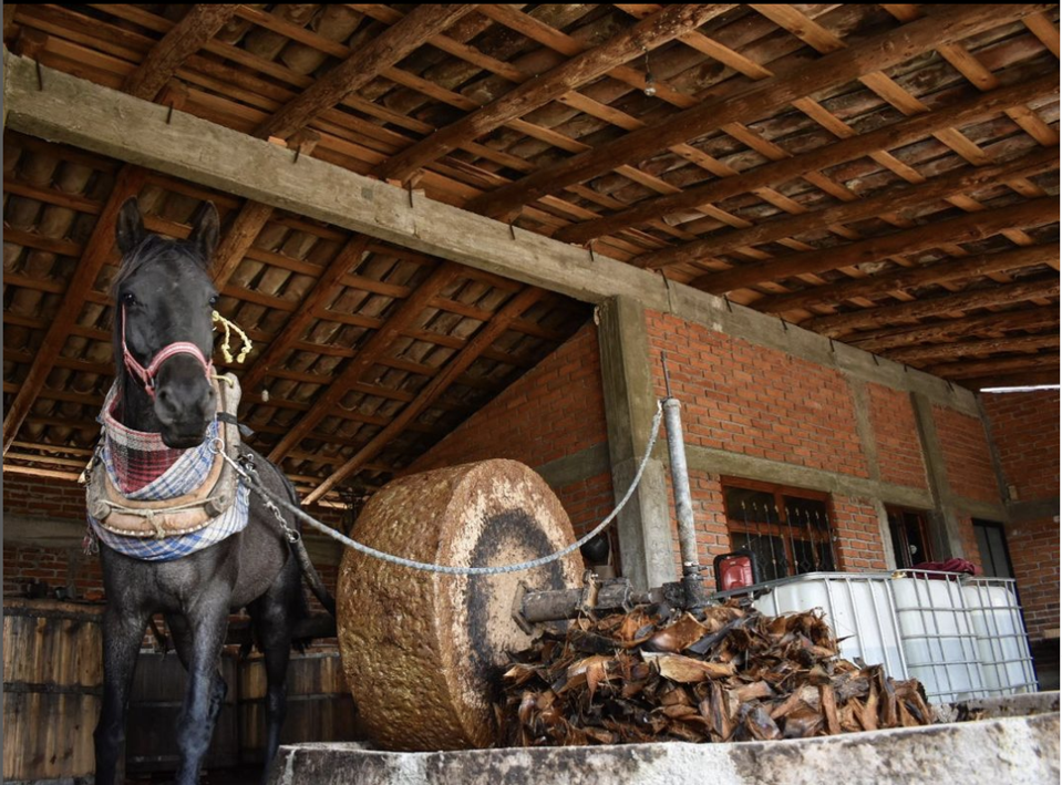a horse pulling a tahona mill