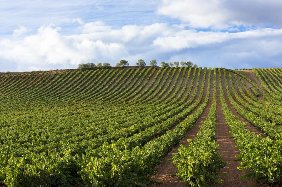 Rioja Vineyard, Northern Spain