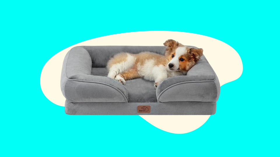 Best Prime Day Pet Deals 2023 Forbes Vetted