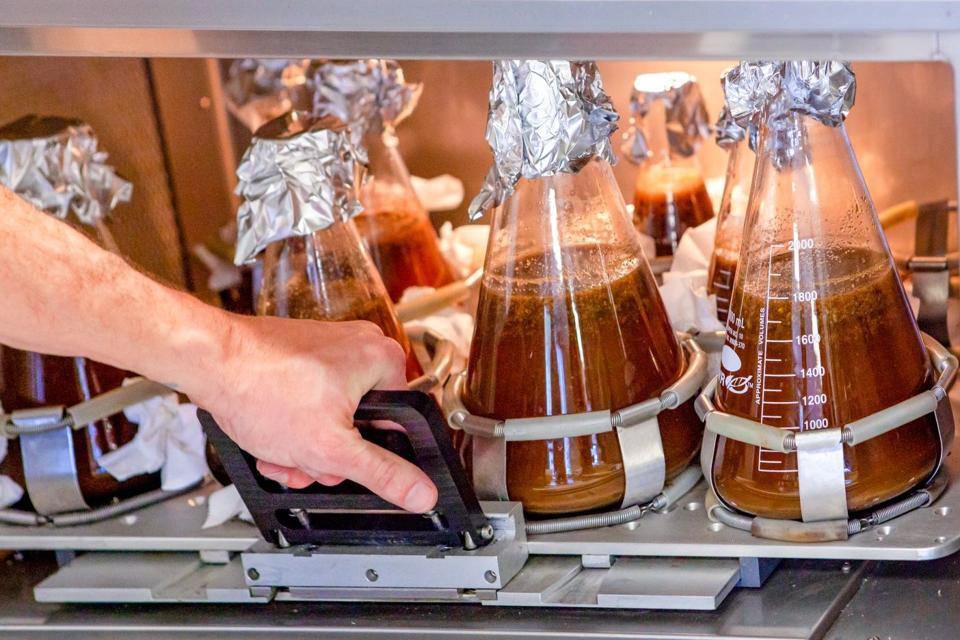 CA Culture Small-shaker