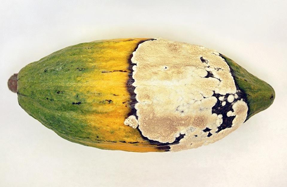 Cacao Frosty Pod USDA