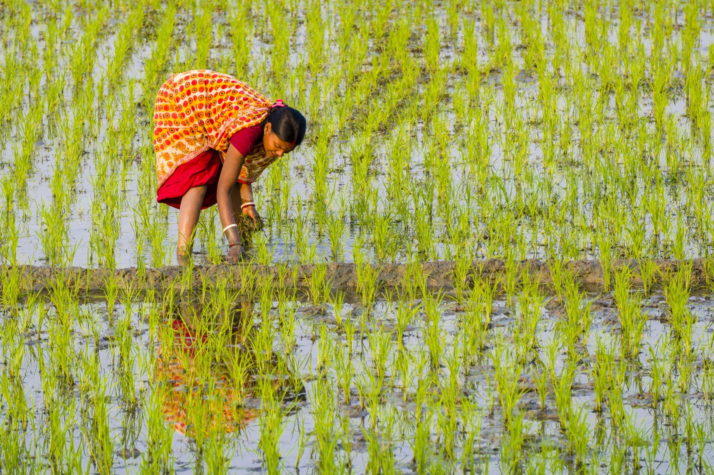 A woman, wearing a sari, is working on a rice field with...