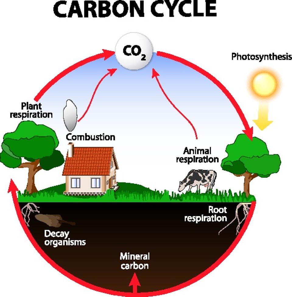 Carbon Cycle
