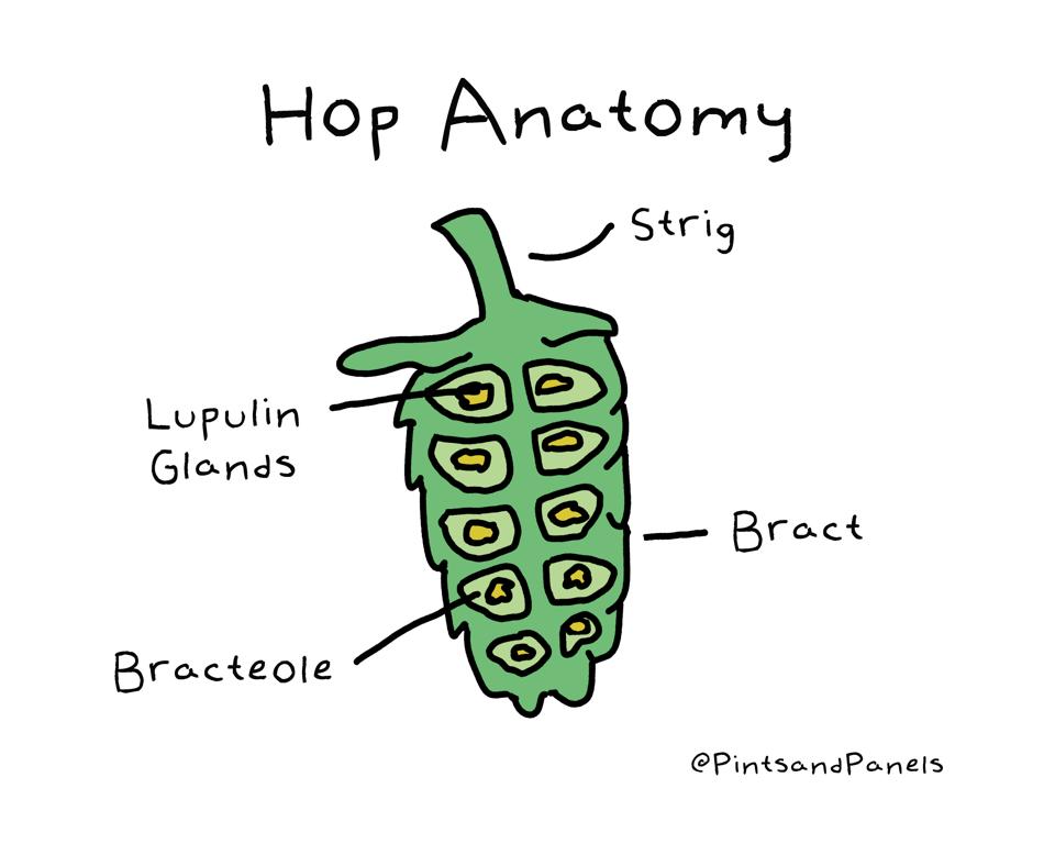 hop-anatomy-forbes