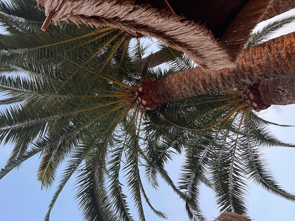 Surrounded by palms at Beso Beach