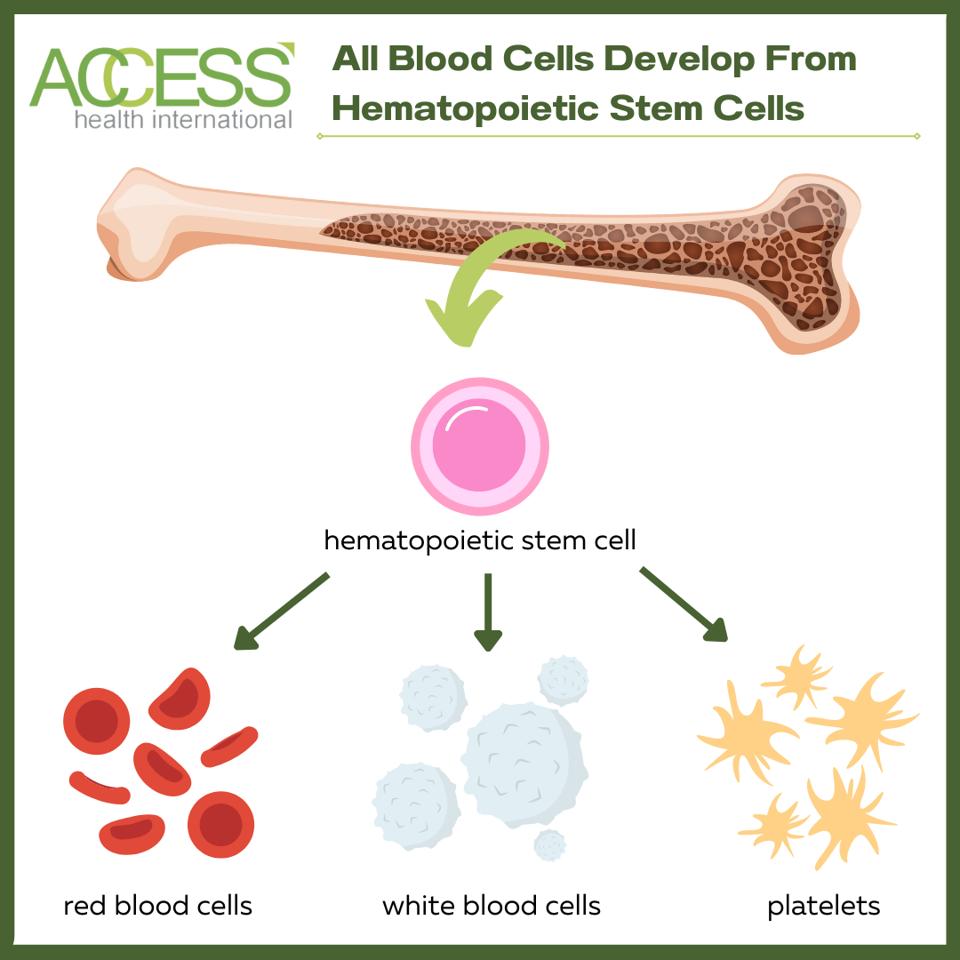 Hematopoietic Stem Cell Differentiation