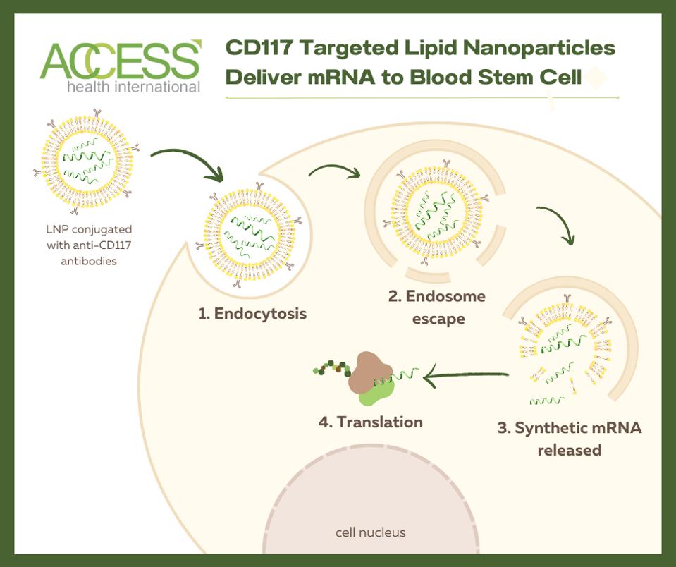 CD117 LNP mRNA Delivery