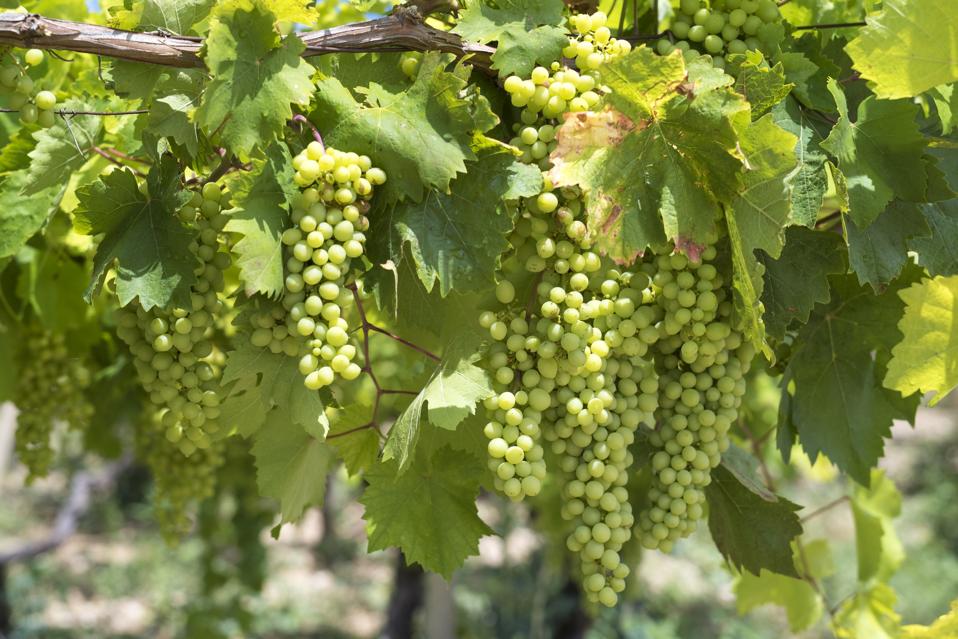 SICILY, ITALY: PALMA DI MONTECHIARO, Sicily, Italy. : Bunches of green grapes growing on ancient grapevine in vineyard for white wine production in Sicily. (Photo by Tim Graham/Getty Images)