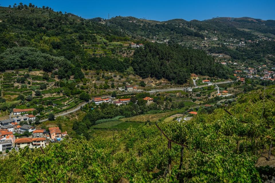 BAIAO, PORTUGAL - AUGUST 12: A general view of green wine vineyards located at an A&D wines farm on August 12, 2021 in Baiao, Portugal. According to investigations by the Institute of Douro and Porto Wines, a temperature increase of two degrees Celsius due to the ongoing climate changes could decrease production by 56 percent. The Douro Valley extends along 90 km in the West-East direction and covers approximately 250,000 hectares, with vineyard areas representing roughly 43,480 hectares. (Photo by Omar Marques/Getty Images)