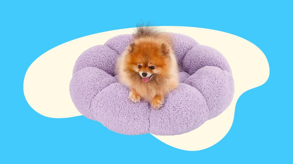 Comfy calming dog Clearance