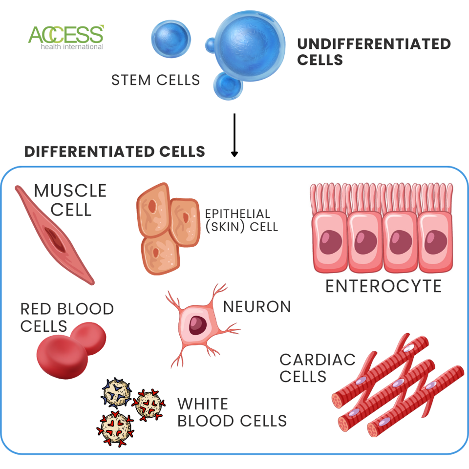 Induced Pluripotent Stem Cells For Age-Related Macular Degeneration