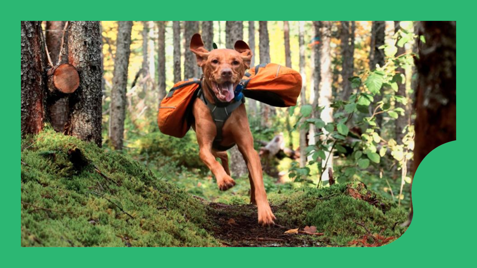 Best Dog Backpacks 2024 Forbes Vetted
