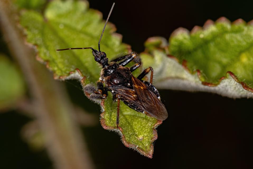 Assassin Bug Rostra A Colombian Researcher’s Big Problem With Sticky Assassin Bugs