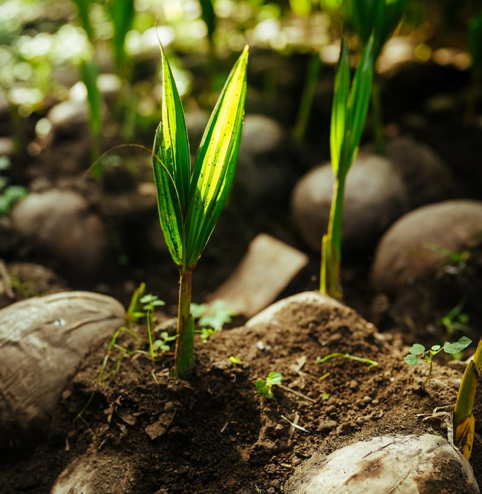 coconut seedlings
