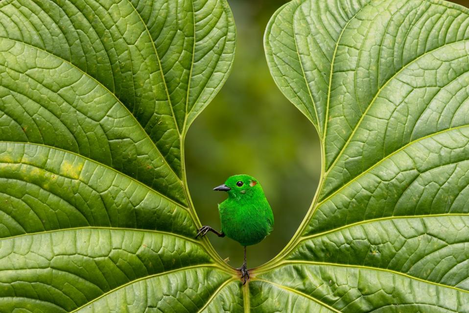 Amazing Birds In Photos: 24 Winners Of Bird Photographer Of The Year 2023
