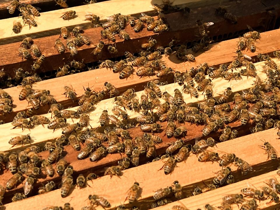 Bees on a wooden beehive