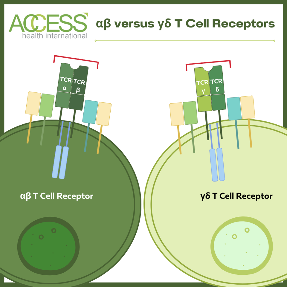 αβ versus γδ T Cell Receptor