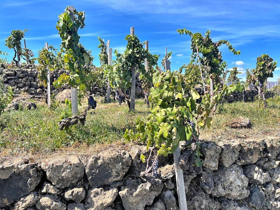 Palmeto Costanzo old vines 