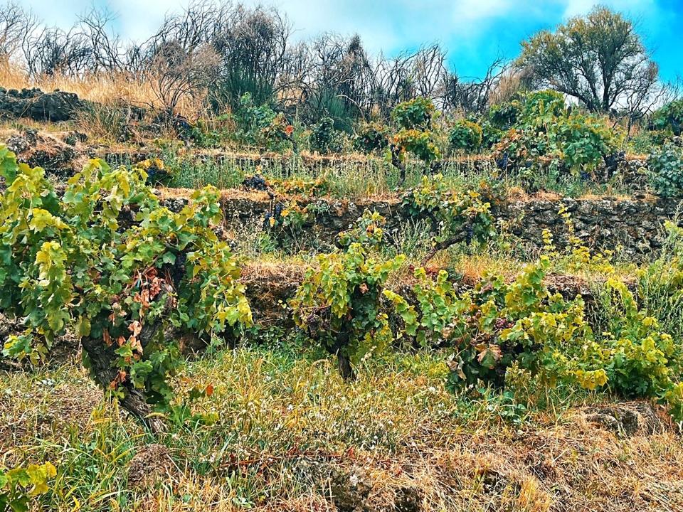 Pietradolce Mt. Etna 