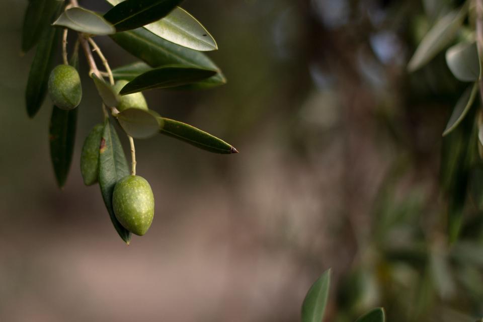 SPAIN-AGRICULTURE-DROUGHT-CLIMATE-WARMING