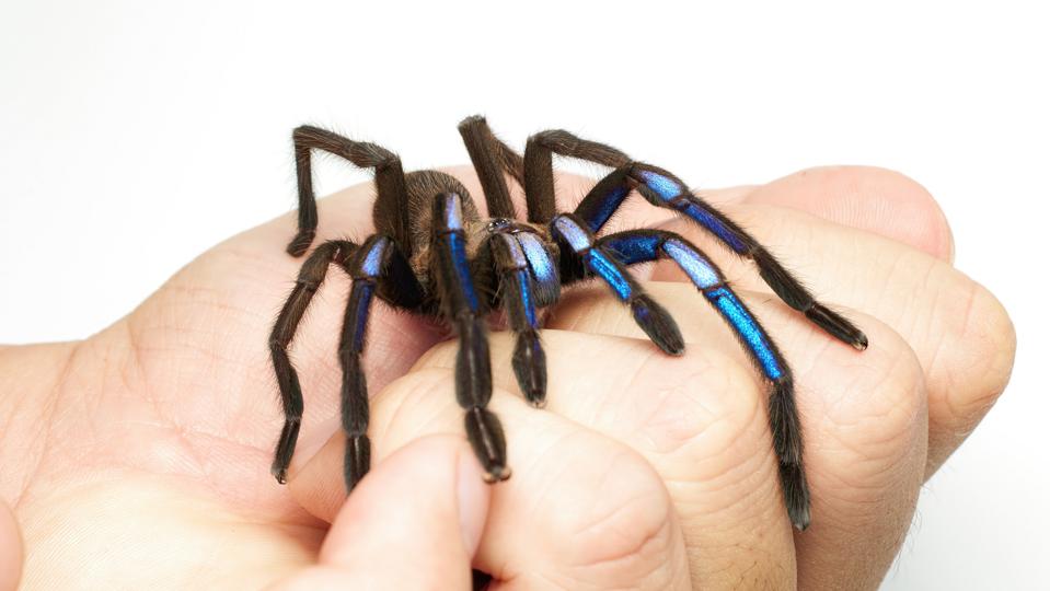 Newly Discovered Electric Blue Tarantula Dazzles Like A Jewel