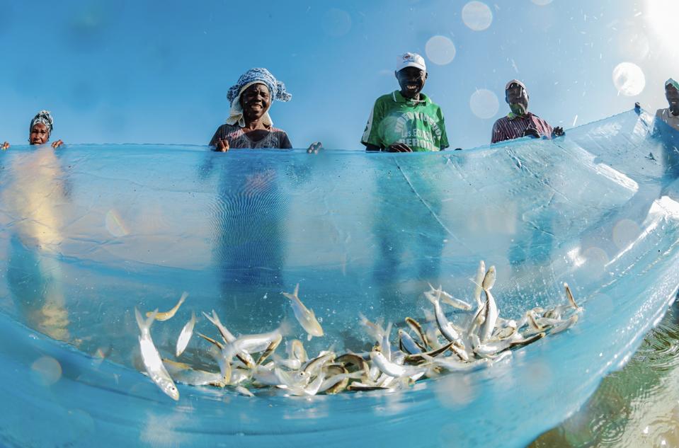 Members of the Com Peixe cooperative fishing for tilapia to sell to the community