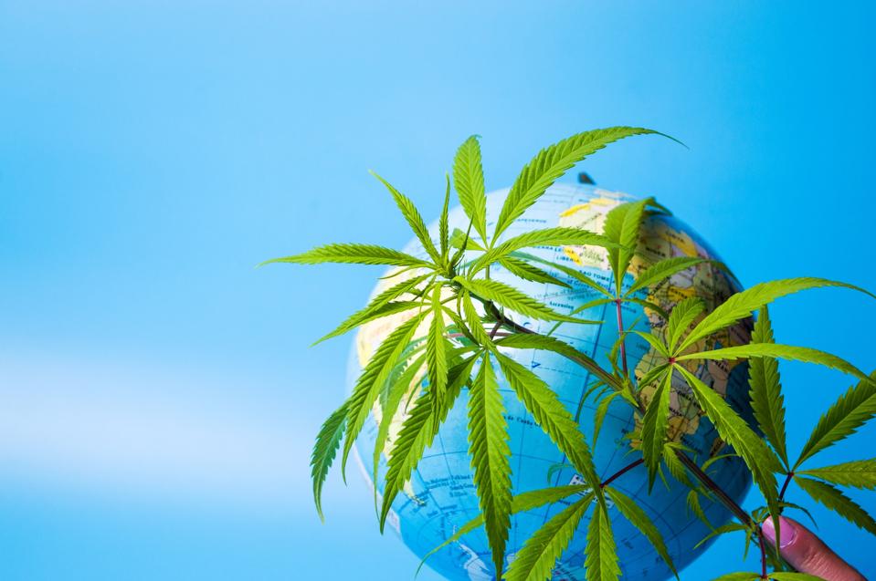 Marijuana leaf in front of a globe