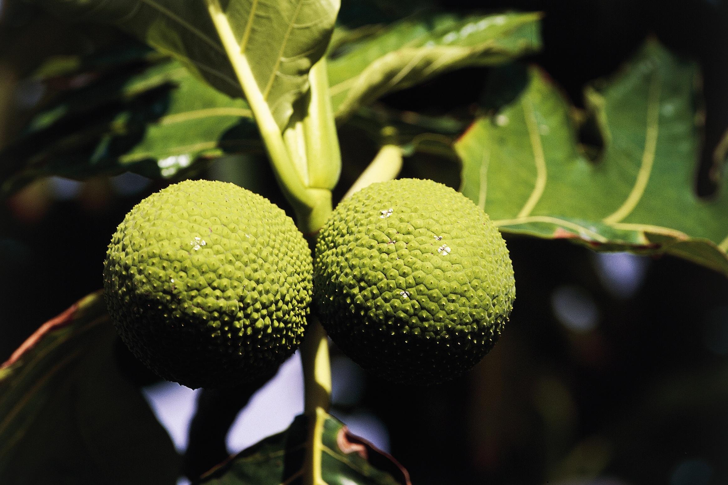 Fruit of breadfruit tree, Tahiti, Society islands