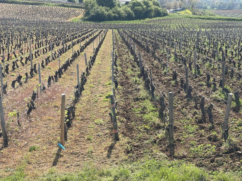 Domaine de la Monette