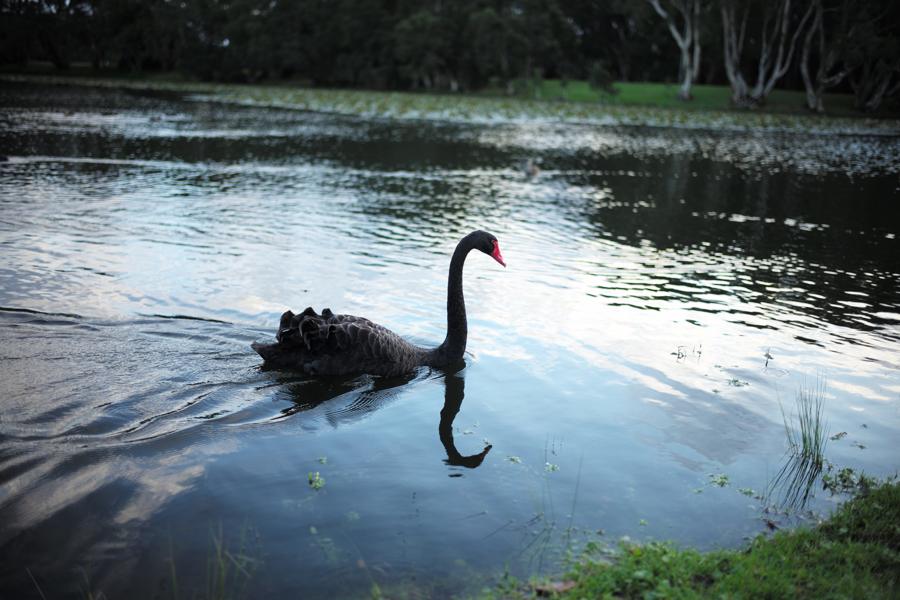 Don't Discount A Black Swan Event For China