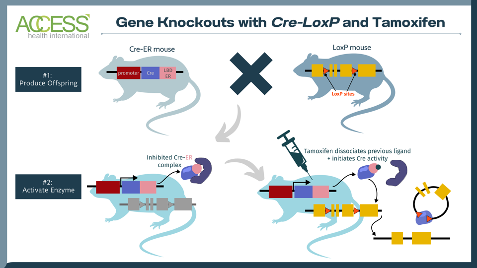 Gene knockout with cre-loxP and tamoxifen