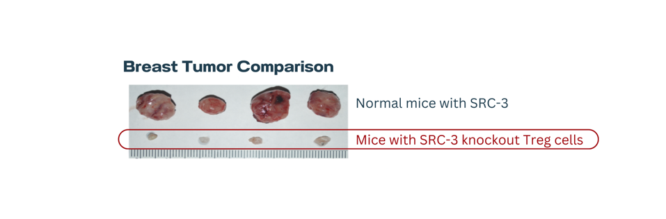 Mice tumor comparison