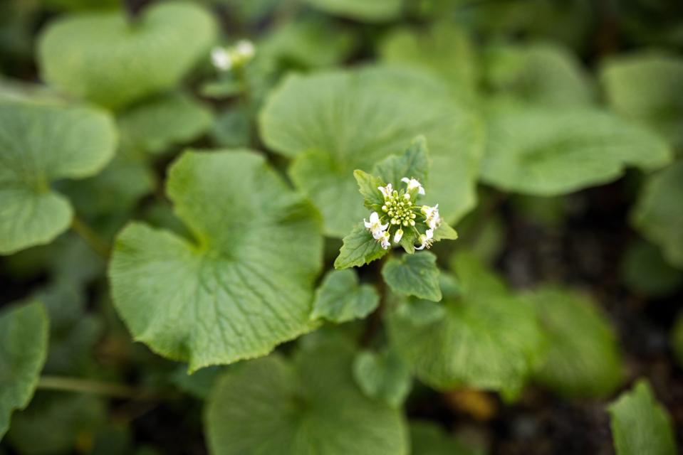 Wasabi Plants