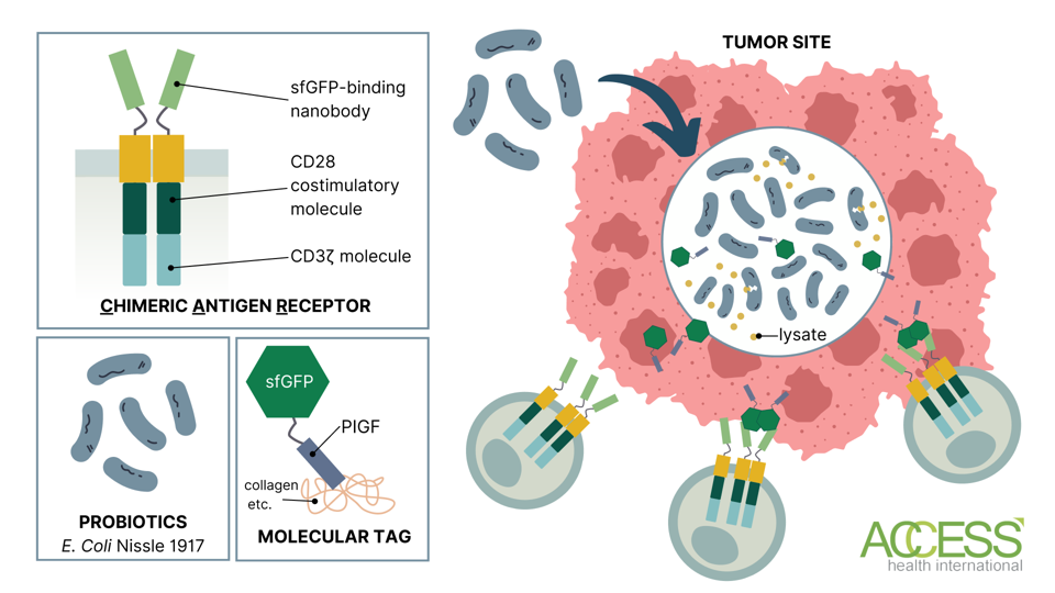Probiotic CAR T cells