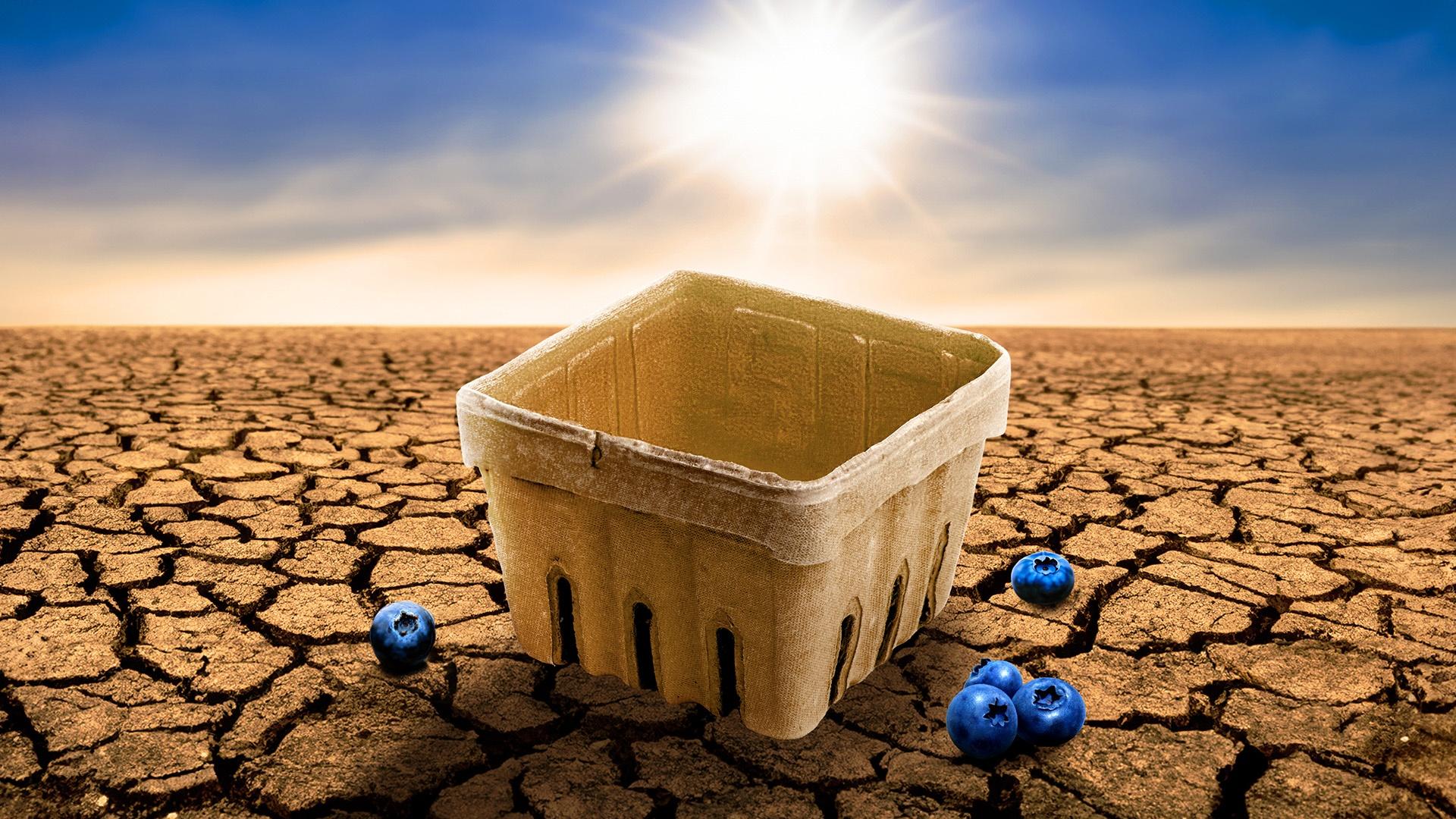 16x9-Blueberry Shortage-Illustration by Forbes; Judy Unger_Getty Images, stanley45_Getty Images