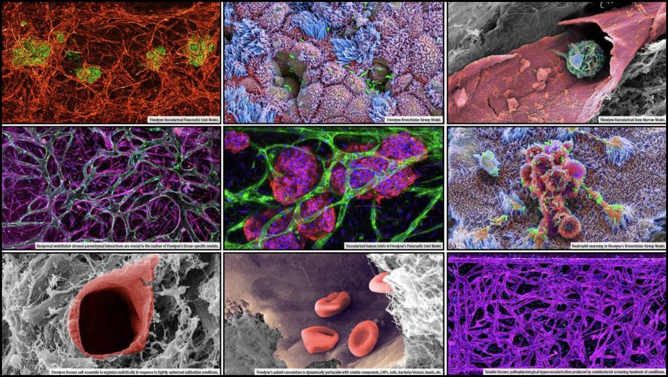 Vivodyne_Model_Examples