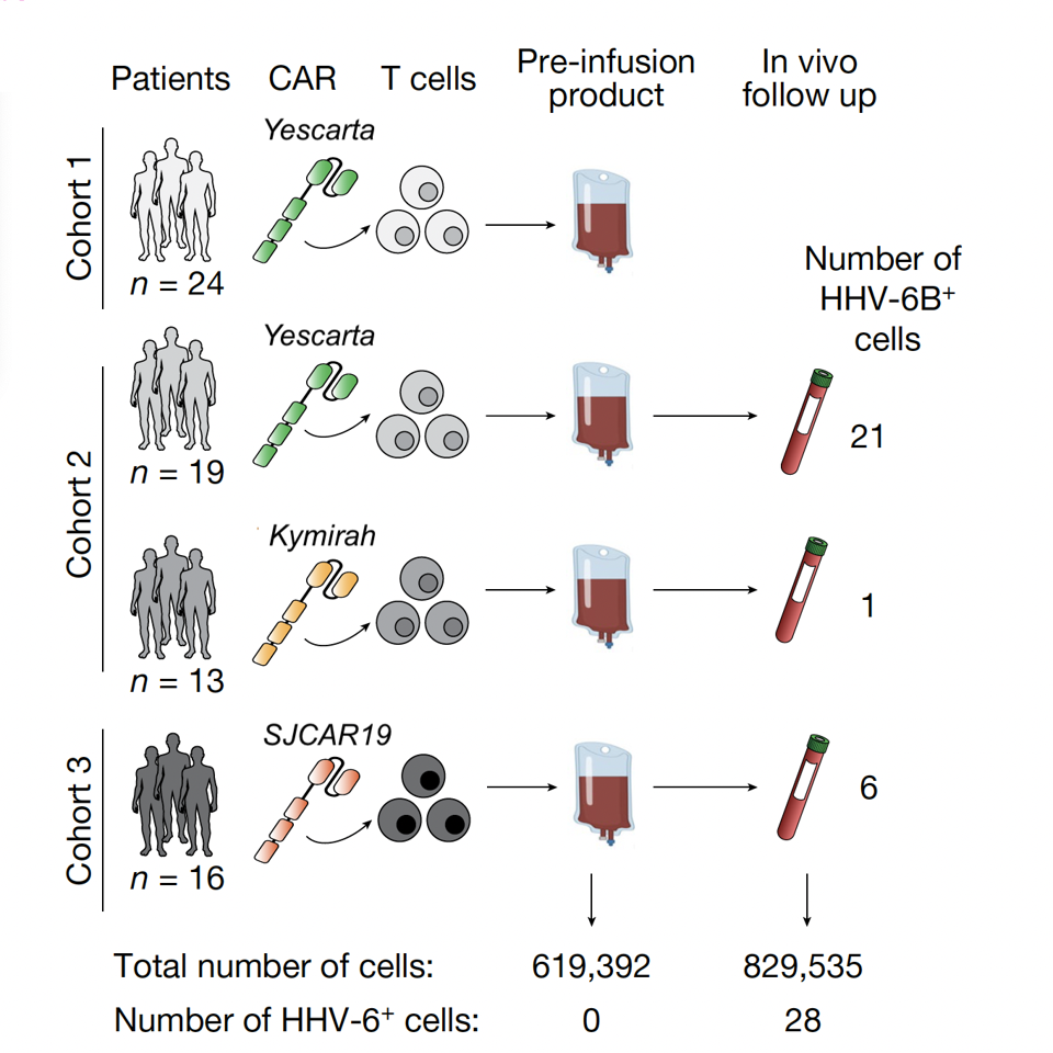 HHV-6 in CAR T Cell Products
