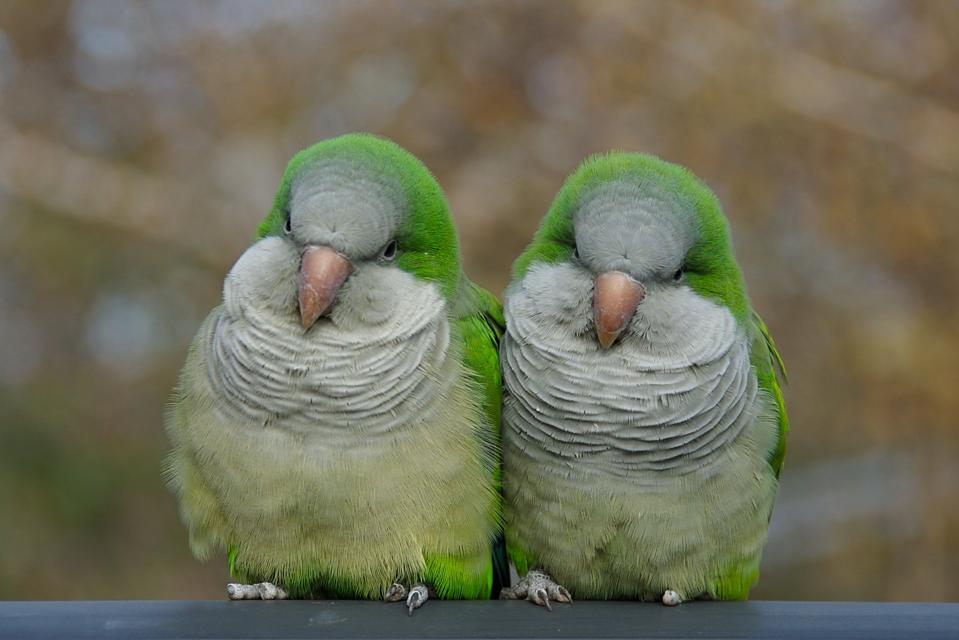 Foreign Parrots Like People, European Parrots Do Have Their Own Regional Dialects