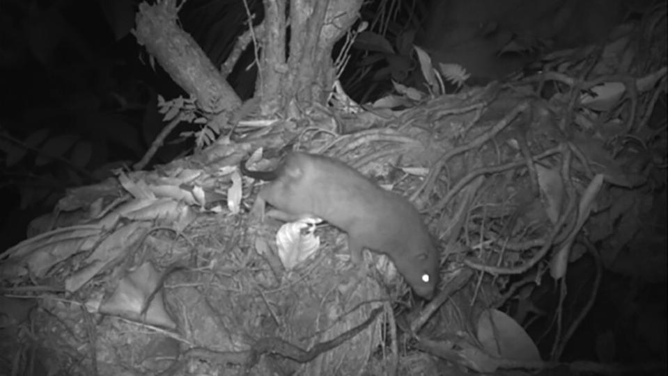 Giant Coconut-Gnawing Rat Captured Alive On Camera For First Time