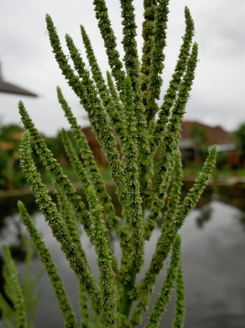 Palmer Amaranth