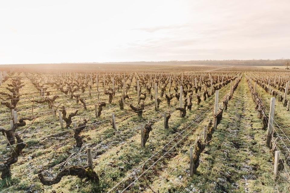 Revisiting Top Wine Vintages From Bordeaux Back To Outstanding 1982