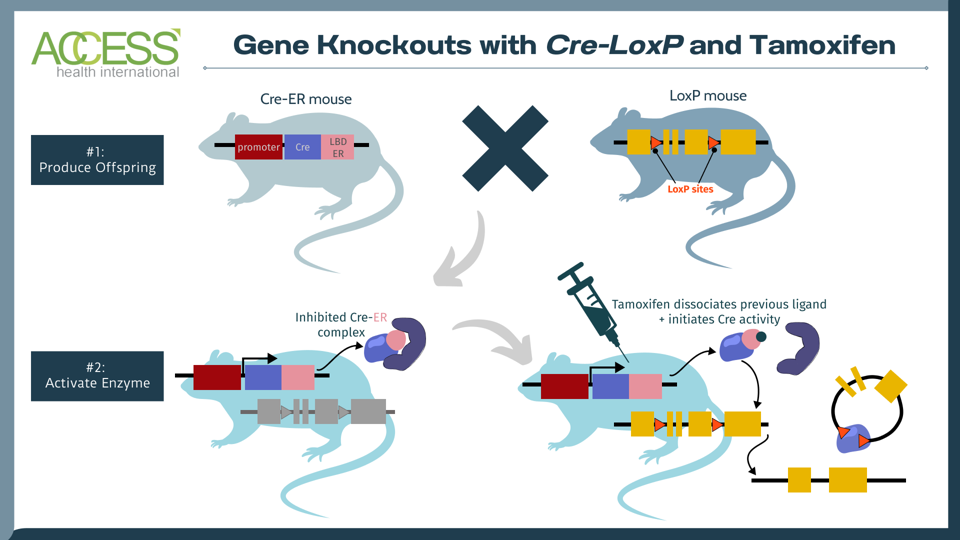 Gene knockout SRC-3 1