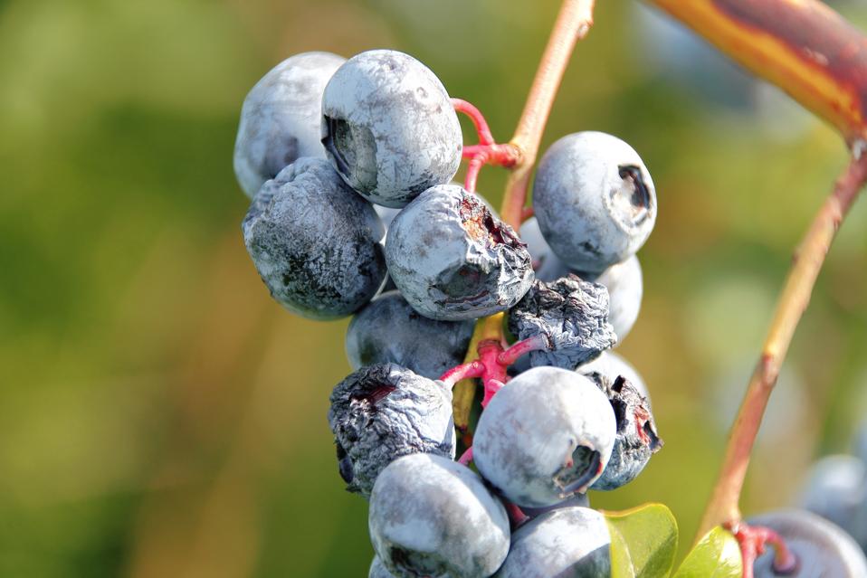 Crop Ruined by Drought