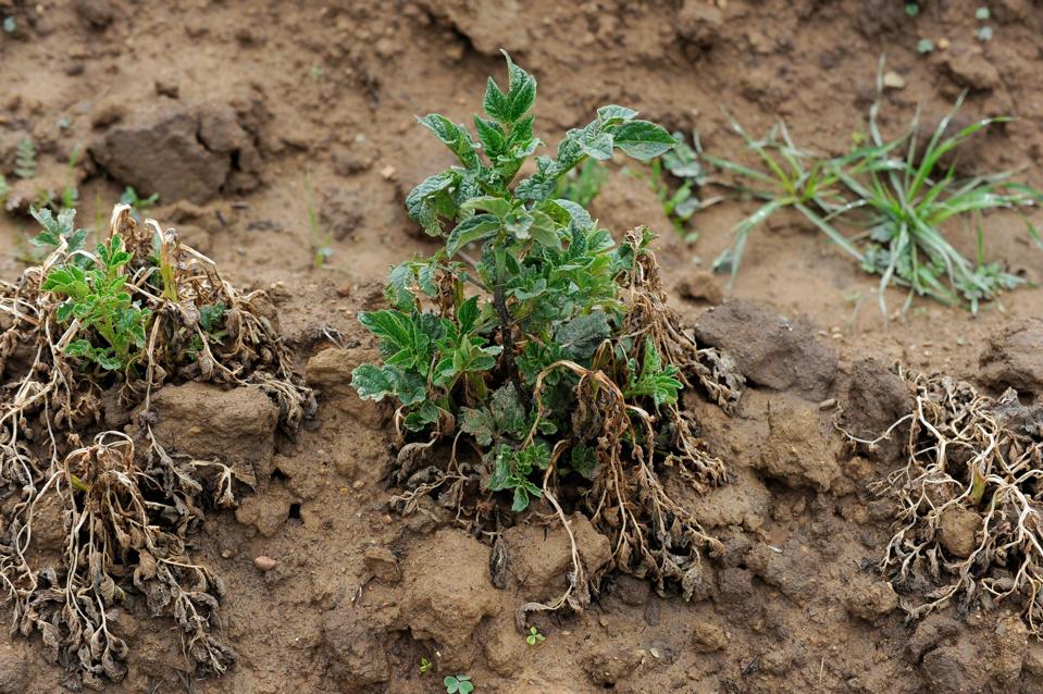 BOLIVIA-CLIMATE-AGRICULTURE-POTATO